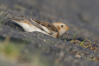 Sneeuwgors - Snow Bunting - Plectrophenax nivalis