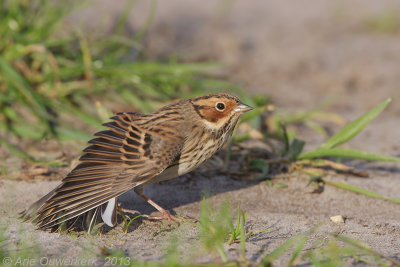 Dwerggors - Little Bunting - Emberiza pusilla