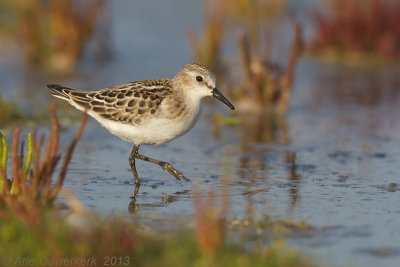 Kleine Strandloper - Little Stint - Calidris minuta