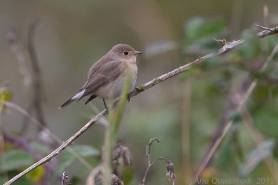 Kleine Vliegenvanger - Red-breasted Flycatcher - Ficedula parva