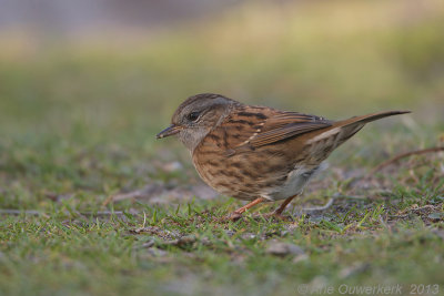 Heggenmus - Dunnock - Prunella modularis