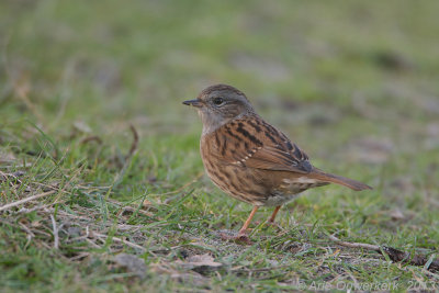 Heggenmus - Dunnock - Prunella modularis