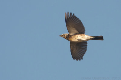 Kramsvogel - Fieldfare - Turdus pilaris