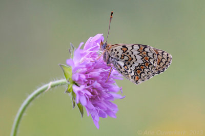 Knoopkruidparelmoervlinder - Knapweed Fritillary - Melitaea phoebe