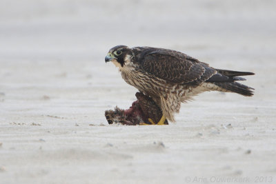 Slechtvalk - Peregrine Falcon - Falco peregrinus