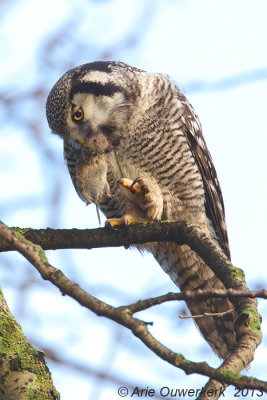 Sperweruil - Northern Hawk Owl - Surnia ulula