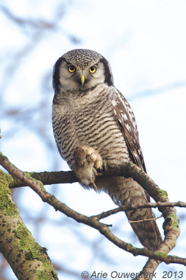 Sperweruil - Northern Hawk Owl - Surnia ulula