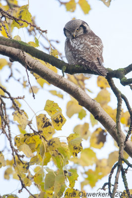 Sperweruil - Northern Hawk Owl - Surnia ulula