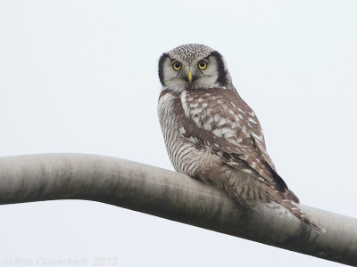 Sperweruil - Northern Hawk Owl - Surnia ulula