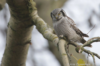 Sperweruil - Northern Hawk Owl - Surnia ulula