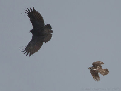 Sperweruil - Northern Hawk Owl - Surnia ulula