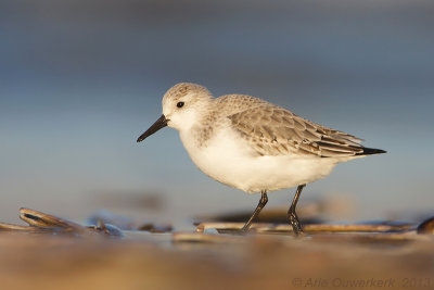 Drieteenstrandloper - Sanderling - Calidris alba