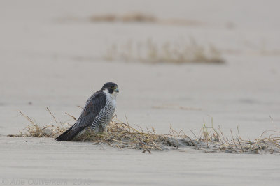 Slechtvalk - Peregrine Falcon - Falco peregrinus