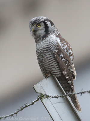 Sperweruil - Northern Hawk Owl - Surnia ulula