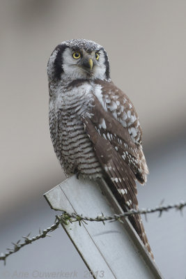 Sperweruil - Northern Hawk Owl - Surnia ulula