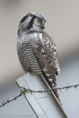 Sperweruil - Northern Hawk Owl - Surnia ulula