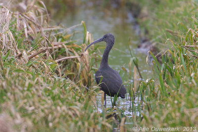 Zwarte Ibis - Glossy Ibis - Plegadis falcinellus