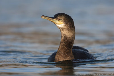 Kuifaalscholver - European Shag - Phalacrocorax aristotelis