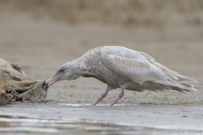 Grote Burgemeester - Glaucous Gull - Larus hyperboreus