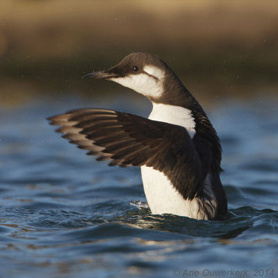 Zeekoet - Common Murre (Guillemot) - Uria aalge