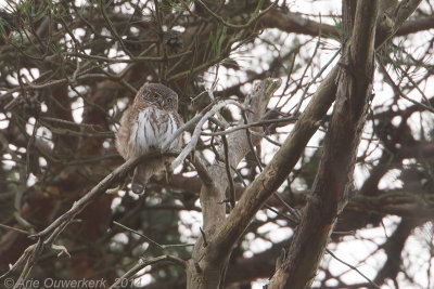 Dwerguil - Eurasian Pygmy-Owl - Glaucidium passerinum
