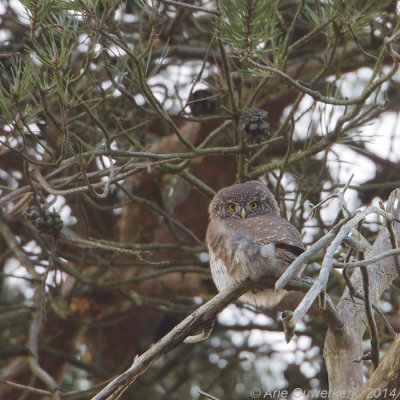 Dwerguil - Eurasian Pygmy-Owl - Glaucidium passerinum