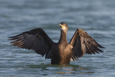 Kuifaalscholver - European Shag - Phalacrocorax aristotelis