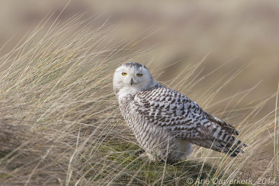 Sneeuwuil - Snowy Owl - Bubo scandiacus