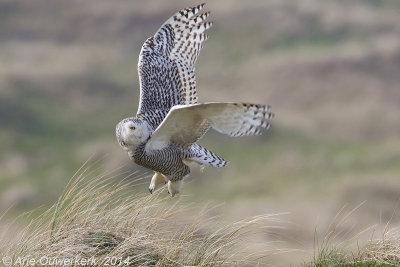 Sneeuwuil - Snowy Owl - Bubo scandiacus