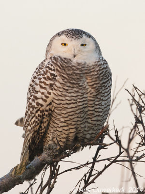 Sneeuwuil - Snowy Owl - Bubo scandiacus