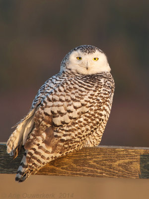 Sneeuwuil - Snowy Owl - Bubo scandiacus