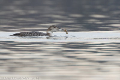 IJsduiker - Great Northern Diver (Loon) - Gavia immer