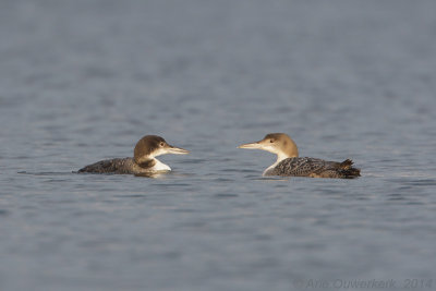 IJsduiker - Great Northern Diver (Loon) - Gavia immer