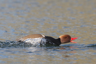 Krooneend - Red-crested Pochard - Netta rufina