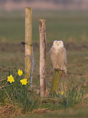 Sneeuwuil - Snowy Owl - Bubo scandiacus