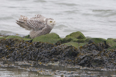 Sneeuwuil - Snowy Owl - Bubo scandiacus