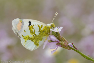 Zuidelijk Oranjetipje - Sooty Orange Tip - Zegris eupheme uarda