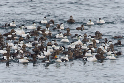 Koningseider - King Eider - Somateria spectabilis