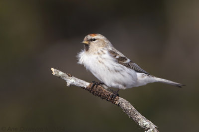 Witstuitbarmsijs - Arctic Redpoll - Carduelis hornemanni