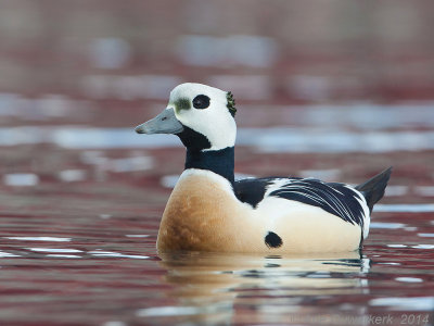 Stellers Eider - Steller's Eider - Polysticta stelleri