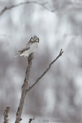 Sperweruil - Northern Hawk Owl - Surnia ulula