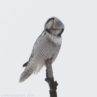 Sperweruil - Northern Hawk Owl - Surnia ulula