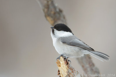 Matkop - Willow Tit - Poecile montanus borealis