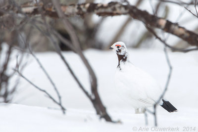 Moerassneeuwhoen - Willow Ptarmigan - Lagopus lagopus