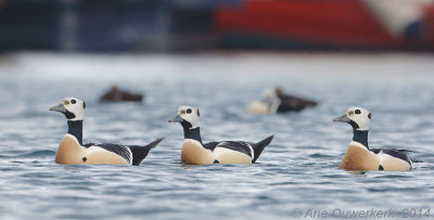 Stellers Eider - Steller's Eider - Polysticta stelleri