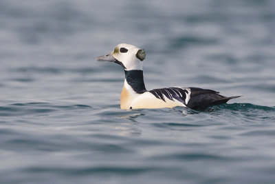 Stellers Eider - Steller's Eider - Polysticta stelleri