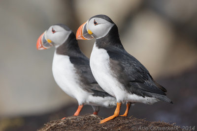 Papegaaiduiker - Atlantic Puffin - Fratercula arctica