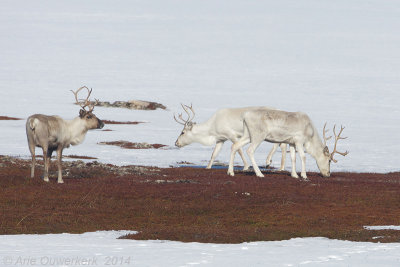 Rendier - Reindeer - Rangifer tarandus