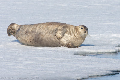 Baardrob - Bearded Seal - Erignathus barbatus