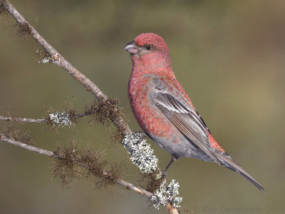 Haakbek - Pine Grosbeak - Pinicola enucleator